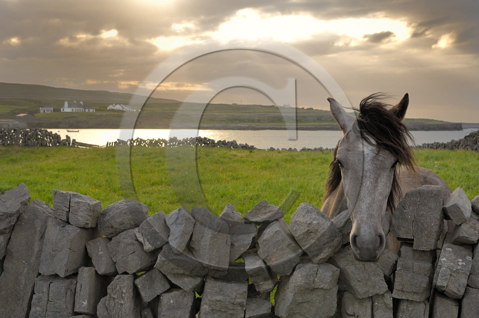 Irlande, Comté de Galway, Aran Islands, Inishmore, cheval dans une parcelle devant la baie de Kilmurvey  Republic of Ireland, County Galway, Aran Islands, Inishmore, horse in a parcel facing Kilmurvey Bay
