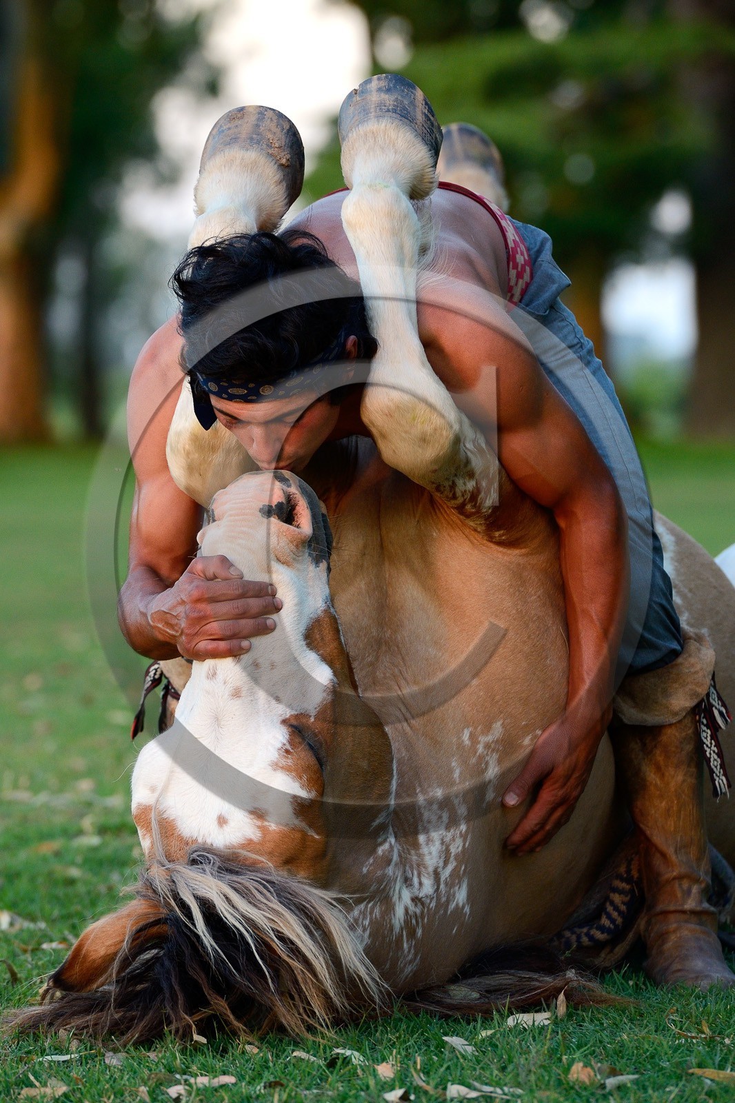 Argentine, province de Buenos Aires, San Antonio de Areco, estancia La Bamba de Areco, demonstration du savoir-faire d'un cavalier amerindien avec son cheval, le baiser au cheval  Argentina, Buenos Aires Province, San Antonio de Areco, estancia La Bamba de Areco, demonstration of the skills of an Amerindian rider with his horse, the kiss to the horse
