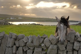 Irlande, Comté de Galway, Aran Islands, Inishmore, cheval dans une parcelle devant la baie de Kilmurvey  Republic of Ireland, County Galway, Aran Islands, Inishmore, horse in a parcel facing Kilmurvey Bay