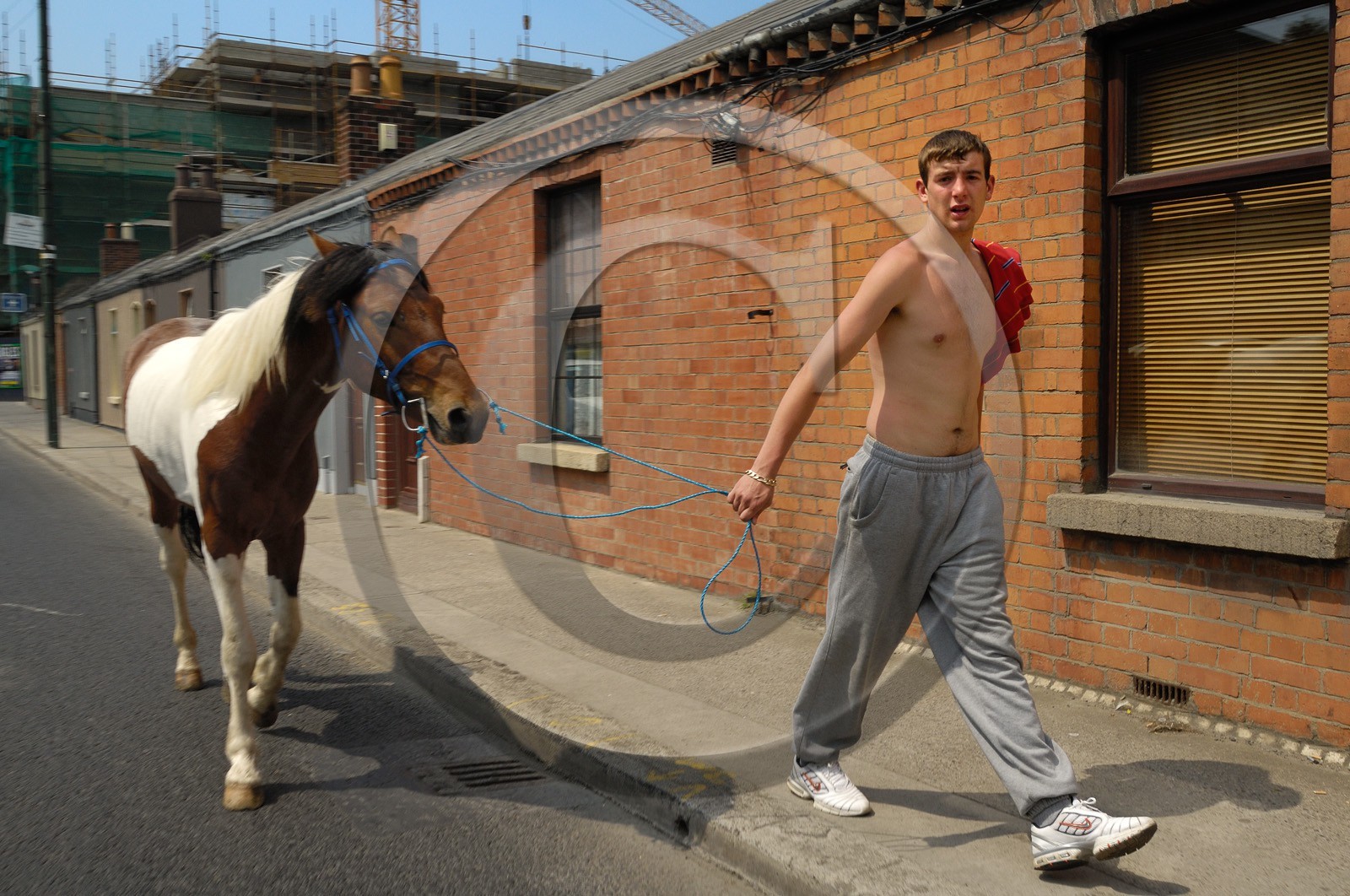 Irlande, Dublin, homme dans une rue des faubourgs avec son cheval  Republic of Ireland, County Dublin, Dublin, man in a street of the suburbs with his horse