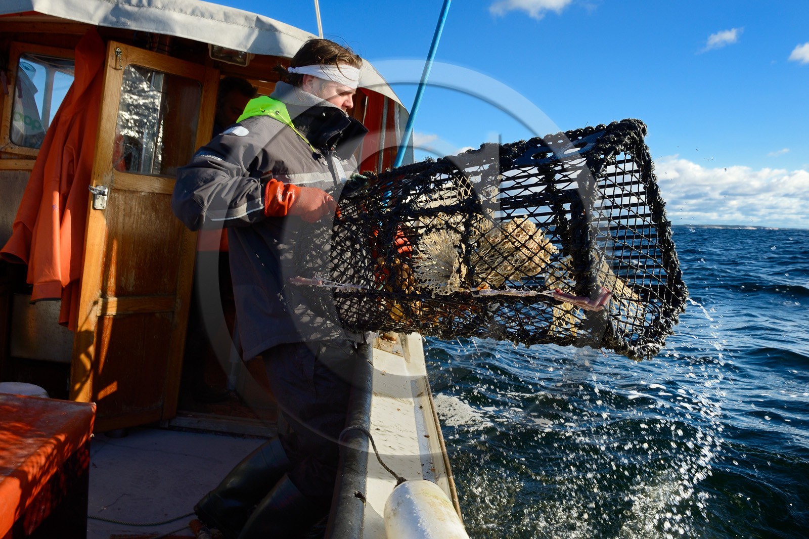 Suède, Västra Götaland, Iles Koster, sortie en mer pour récupérer les casiers à homards  Sweden, Västra Götaland, Koster Islands, out to sea to retrieve lobster traps